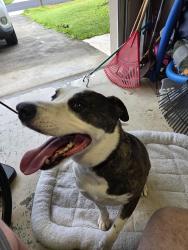Reunited Unknown Dog last seen Ne 4th place cape coral, Cape Coral, FL 33909