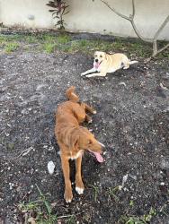 Reunited Male Dog last seen Federal hwy, Pompano Beach, FL 33062