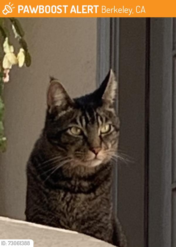 Found/Stray Unknown Cat last seen Solano ave, Berkeley, CA 94707