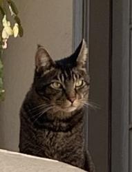 Found/Stray Unknown Cat last seen Solano ave, Berkeley, CA 94707