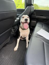 Reunited Female Dog last seen Hebron and Nixon Knoll, Hendersonville, NC 28792