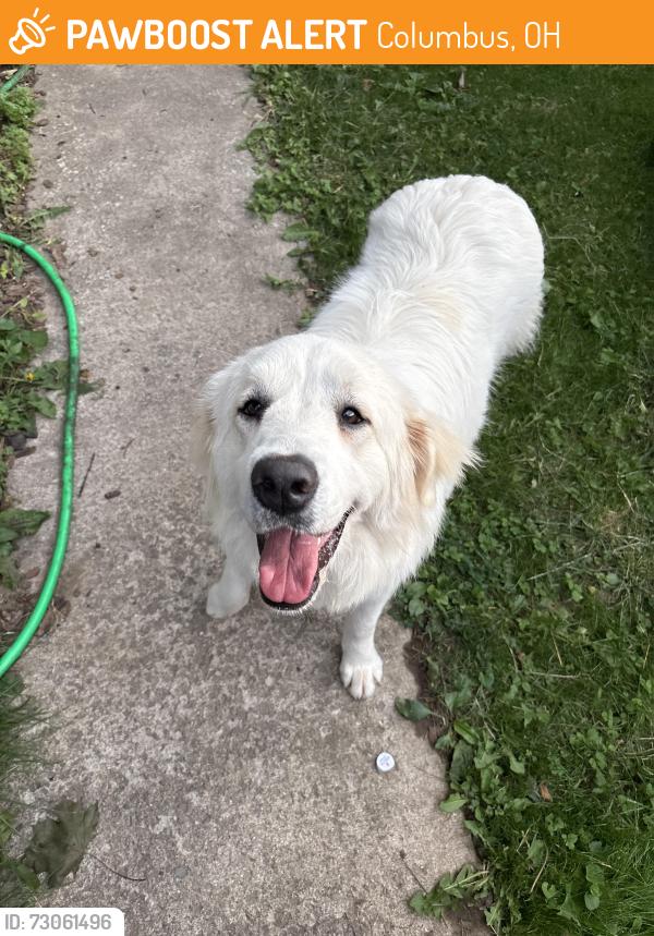 Found/Stray Unknown Dog last seen Zenos, Columbus, OH 43215
