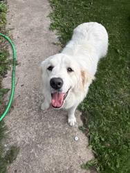 Found/Stray Unknown Dog last seen Zenos, Columbus, OH 43215