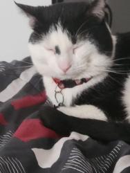Lost Male Cat last seen Sullivant, Columbus, OH 43228