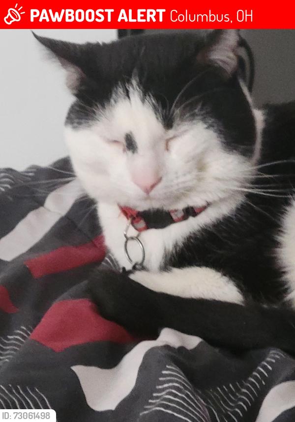 Lost Male Cat last seen Sullivant, Columbus, OH 43228