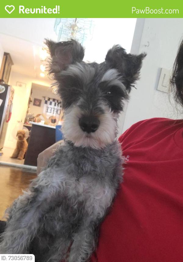 Reunited Male Dog last seen Between 104th ave and 210th street, Hollis, New York 11423, Queens, NY 11429