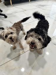Reunited Unknown Dog last seen Lake Underhill and goldenrod , Orlando, FL 32822