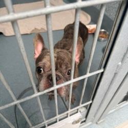 Shelter Stray Male Dog last seen , 12910 Yukon Ave, Hawthorne, CA 90250, USA