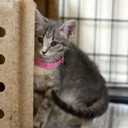 Shelter Stray Female Cat last seen , 2350 Appling City Cove, Memphis, TN 38133, USA