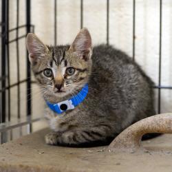Shelter Stray Male Cat last seen , 2350 Appling City Cove, Memphis, TN 38133, USA