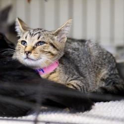 Shelter Stray Female Cat last seen , 2350 Appling City Cove, Memphis, TN 38133, USA