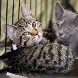 Shelter Stray Female Cat last seen , 2350 Appling City Cove, Memphis, TN 38133, USA