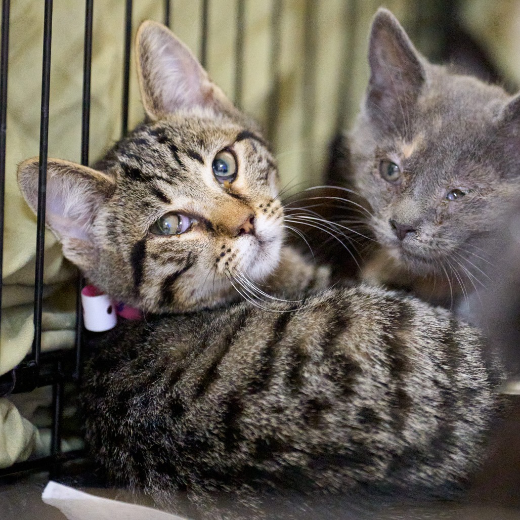 Shelter Stray Female Cat last seen , 2350 Appling City Cove, Memphis, TN 38133, USA