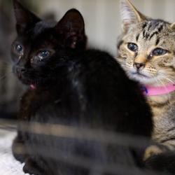 Shelter Stray Female Cat last seen , 2350 Appling City Cove, Memphis, TN 38133, USA