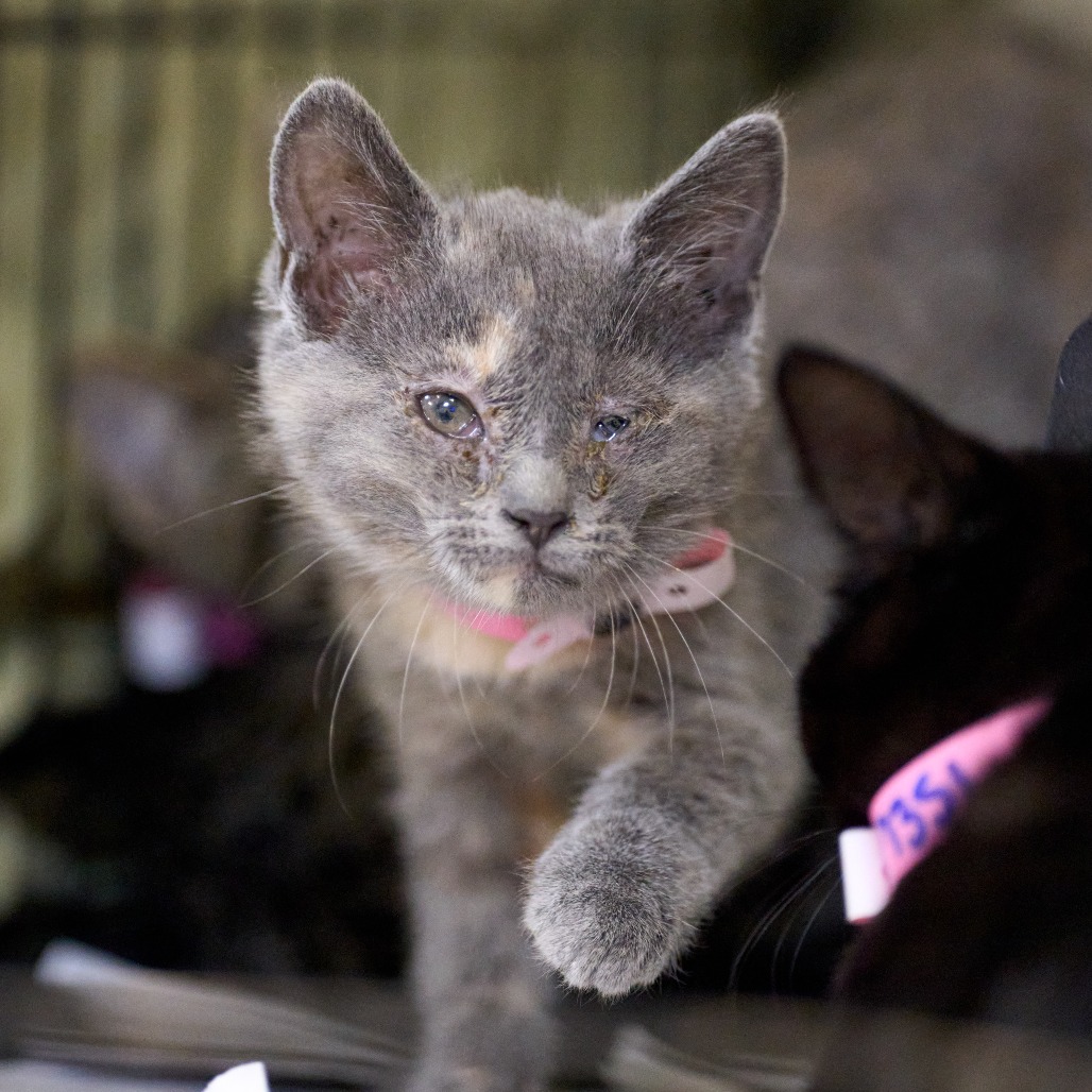 Shelter Stray Female Cat last seen , 2350 Appling City Cove, Memphis, TN 38133, USA