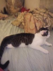 Reunited Male Cat last seen I have no clue check wissinoming park, Philadelphia, PA 19135