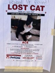 Lost Female Cat last seen Murrieta road, Menifee, CA 92586