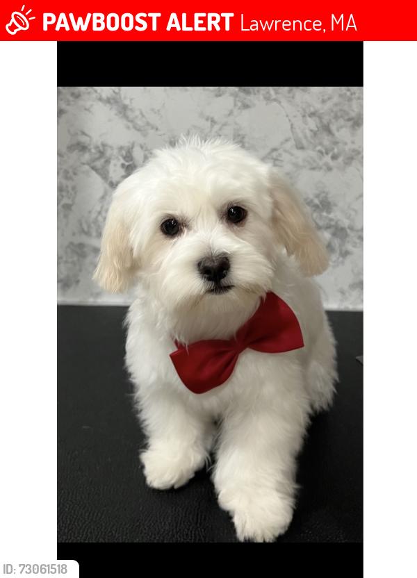 Lost Female Dog last seen Prospect st, Lawrence, MA 01840