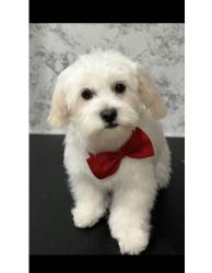 Lost Female Dog last seen Prospect st, Lawrence, MA 01840