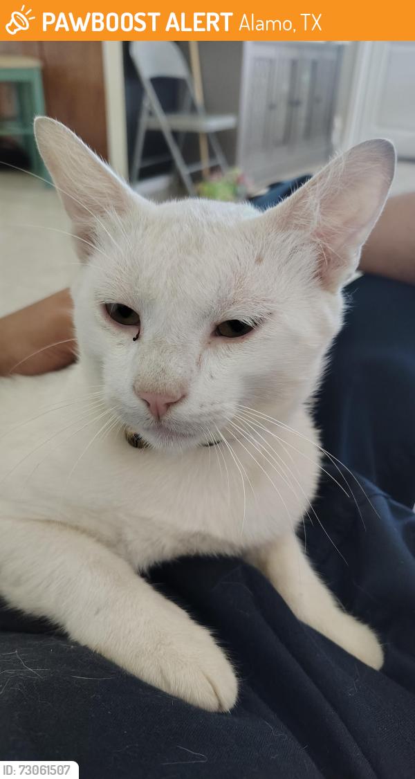 Found/Stray Unknown Cat last seen Robert ln, Alamo, TX 78516