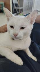 Found/Stray Unknown Cat last seen Robert ln, Alamo, TX 78516