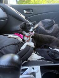 Found/Stray Female Dog last seen Rolling Ridge school parking lot, Erie, PA 16502