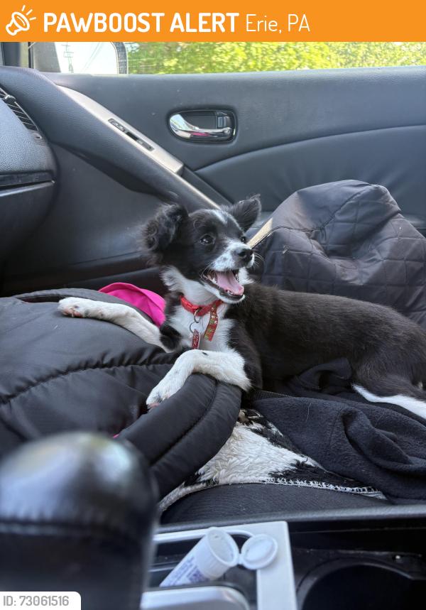 Found/Stray Female Dog last seen Rolling Ridge school parking lot, Erie, PA 16502