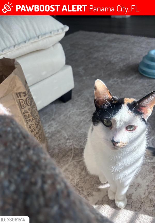 Lost Female Cat last seen Near sweetbay ave, Panama City, FL 32405