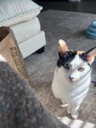 Lost Female Cat last seen Near sweetbay ave, Panama City, FL 32405