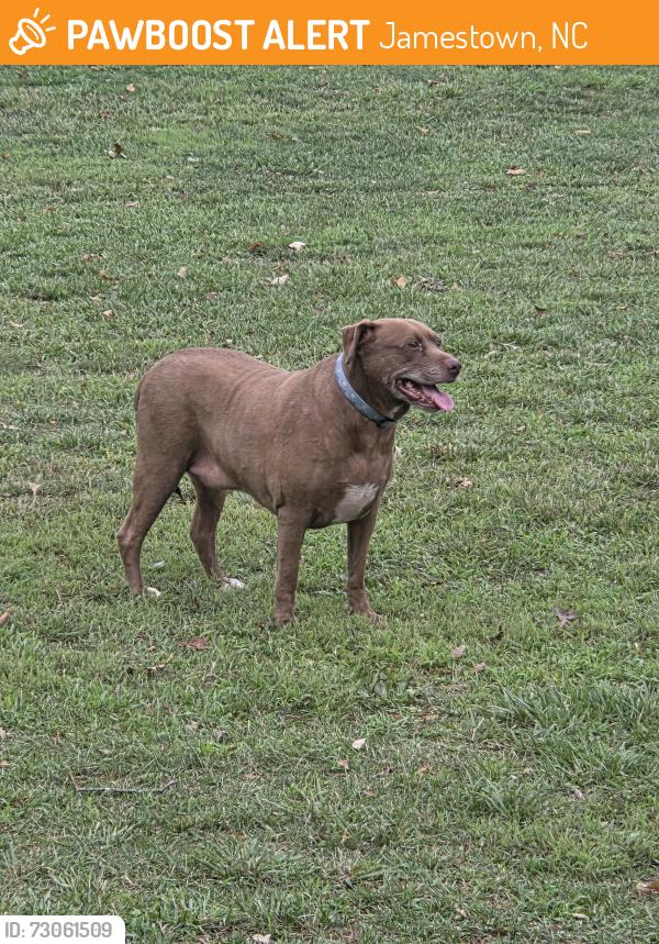 Found/Stray Unknown Dog last seen Gibson Park shelter 1, Jamestown, NC 27282