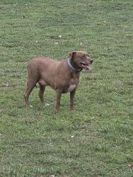 Found/Stray Unknown Dog last seen Gibson Park shelter 1, Jamestown, NC 27282