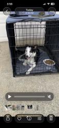 Found/Stray Female Dog last seen Sally Dr, Roseville, CA 95661