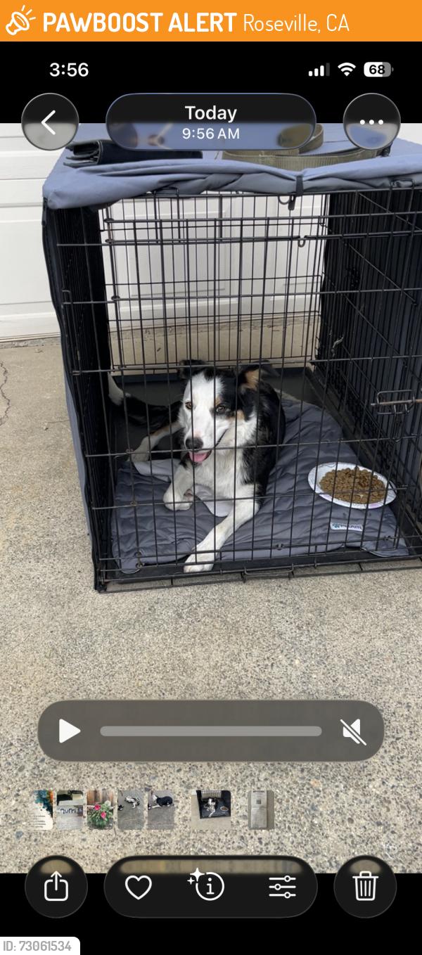 Found/Stray Female Dog last seen Sally Dr, Roseville, CA 95661