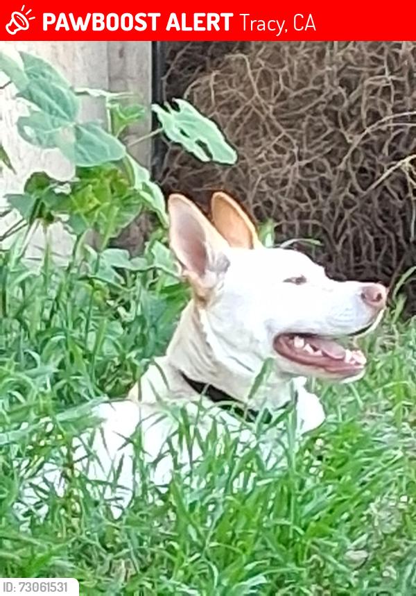 Lost Male Dog last seen Mac Garther, Tracy, CA 95376