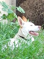 Lost Male Dog last seen Mac Garther, Tracy, CA 95376