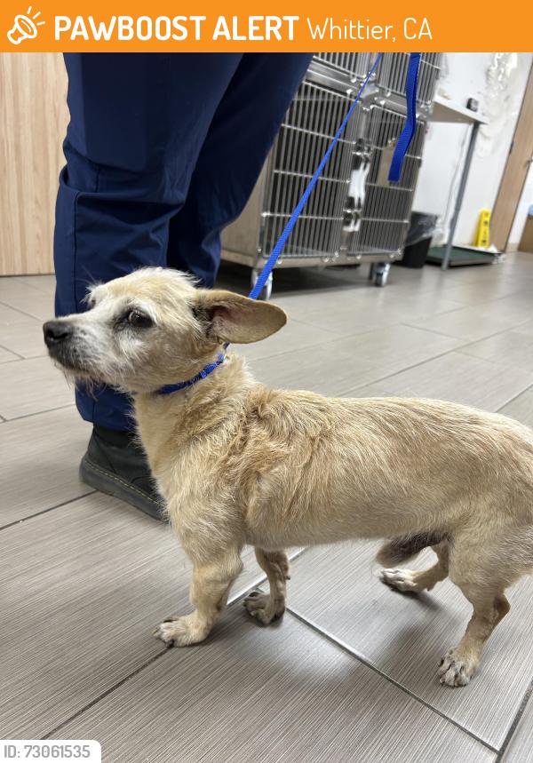 Found/Stray Male Dog last seen Painter and Penn, Whittier, CA 90602