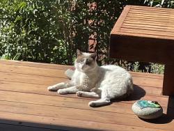 Lost Male Cat last seen Hillside Drive and Patra, El Sobrante, CA 94803