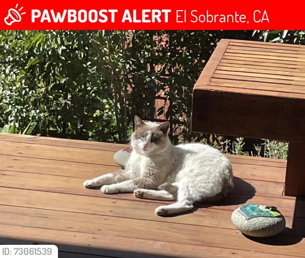 Lost Male Cat last seen Hillside Drive and Patra, El Sobrante, CA 94803