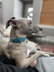 Reunited Male Dog last seen Cottonwood near GHS, Bozeman, MT 59718