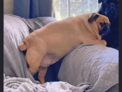 Lost Male Dog last seen Fig and Alondra., Los Angeles County, CA 90061