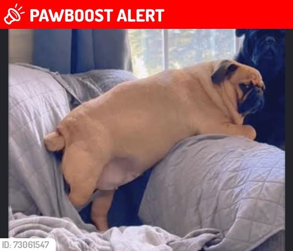 Lost Male Dog last seen Fig and Alondra., Los Angeles County, CA 90061