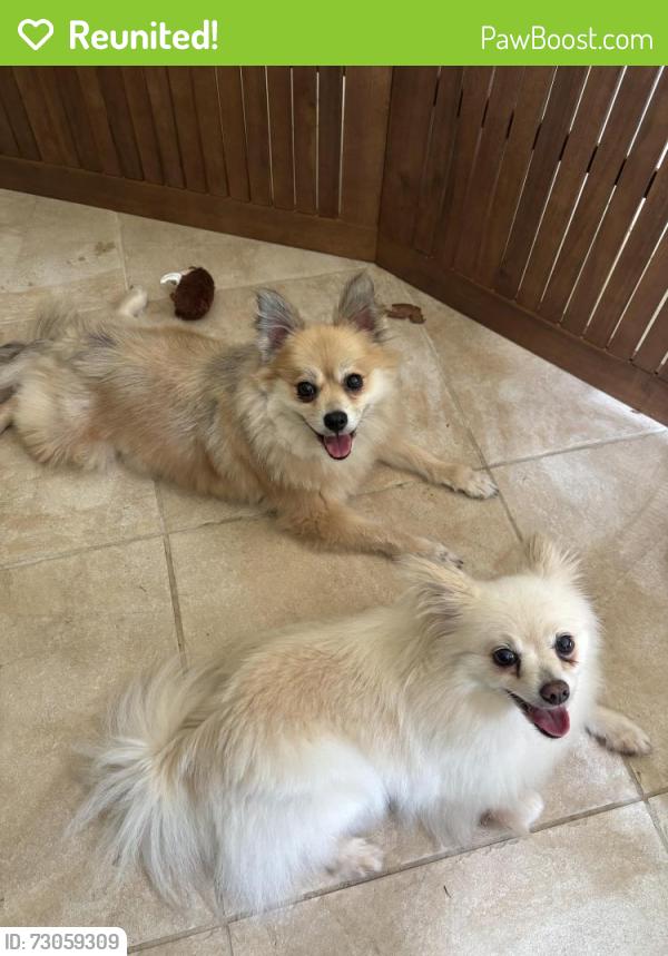 Reunited Female Dog last seen Collins Industrial Way, Lawrenceville, GA 30043