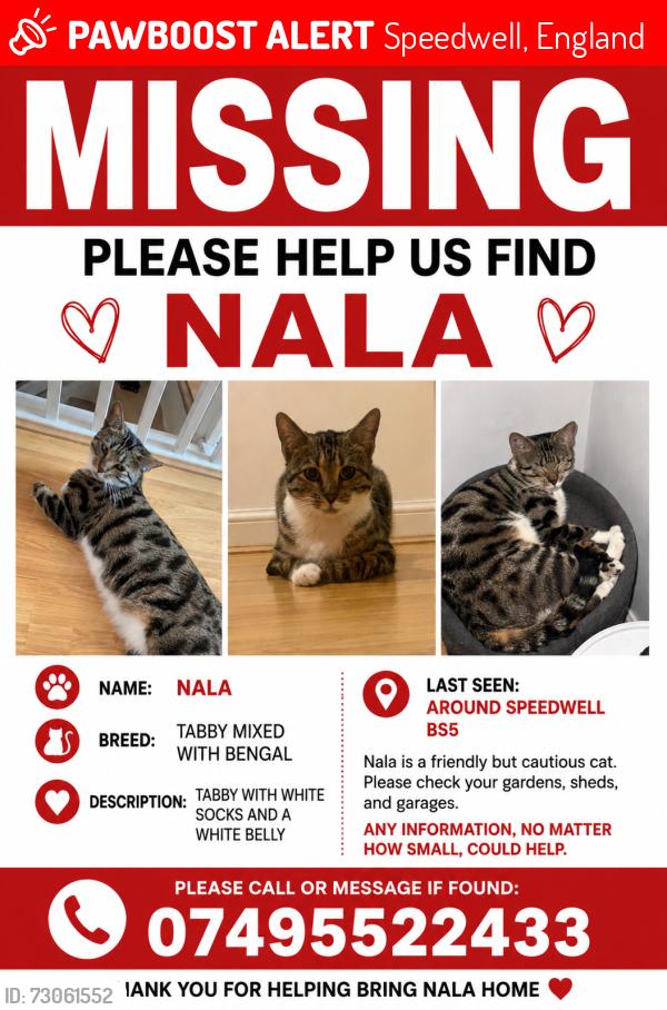Lost Female Cat last seen poplar road speedwell bristol , Speedwell, England 