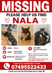Lost Female Cat last seen poplar road speedwell bristol , Speedwell, England 