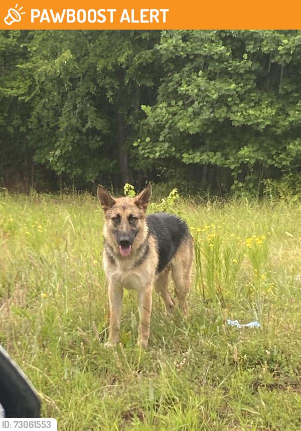 Found/Stray Unknown Dog last seen Hobbysville Rd and Price hse Road, Spartanburg County, SC 29376