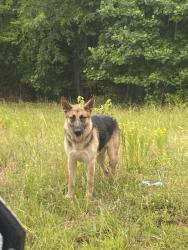Found/Stray Unknown Dog last seen Hobbysville Rd and Price hse Road, Spartanburg County, SC 29376