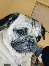 Lost Male Dog last seen Near bishop ave Benton harbor, Benton Harbor, MI 49022