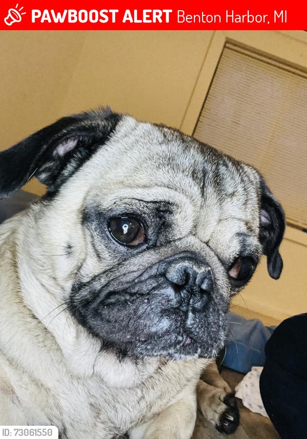 Lost Male Dog last seen Near bishop ave Benton harbor, Benton Harbor, MI 49022
