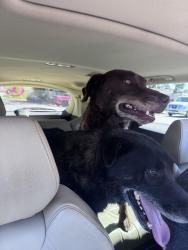 Found/Stray Unknown Dog last seen Washington, Lemon Grove, CA 91945