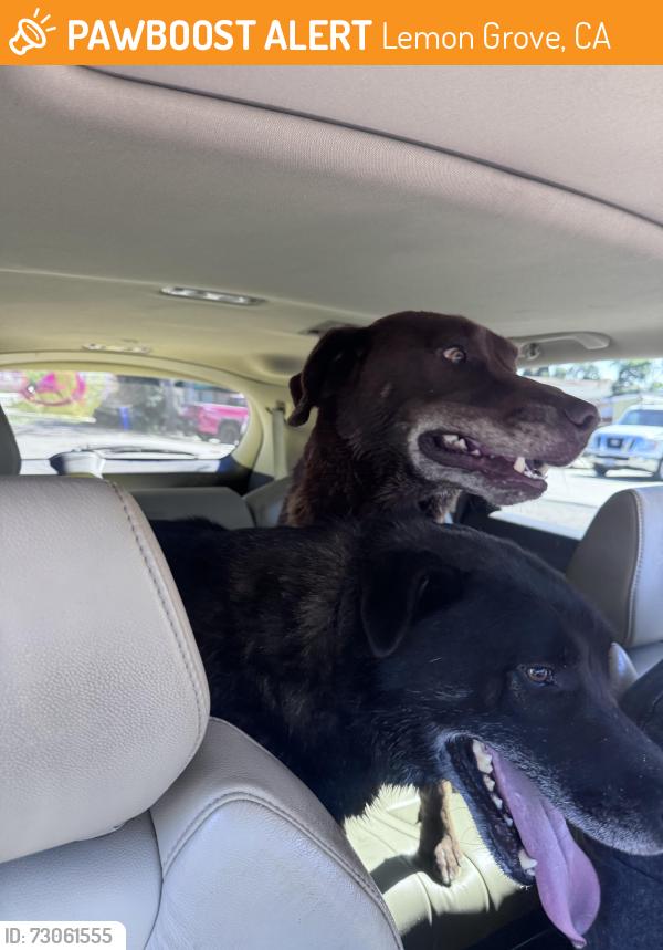 Found/Stray Unknown Dog last seen Washington, Lemon Grove, CA 91945
